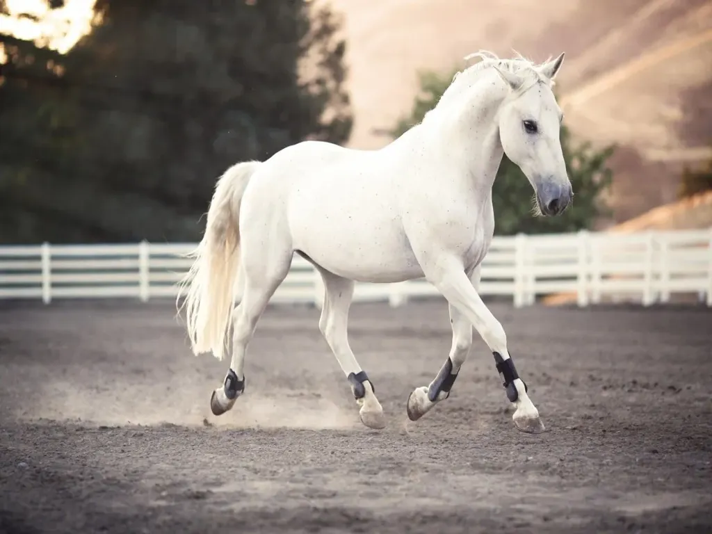 Cavalo branco galopando - Whisky Cavalo Branco