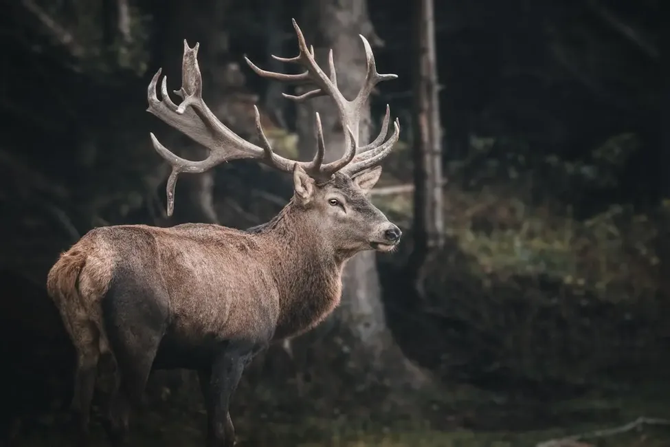 Cervo de 12 pontas, símbolo icônico do whisky Dalmore, representando o legado da família Mackenzie.